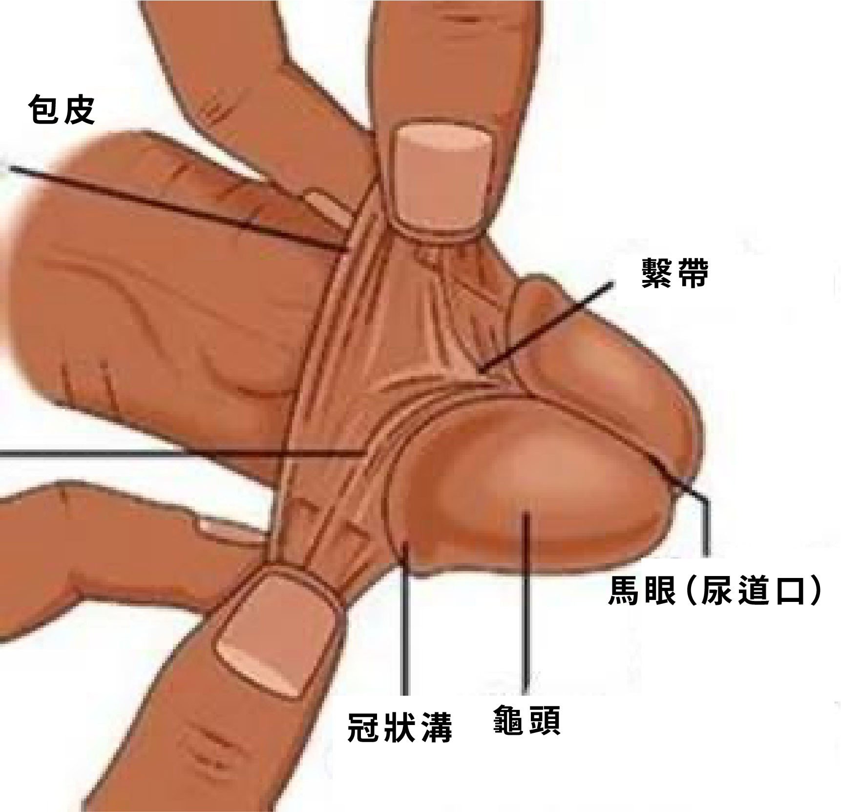 馬眼構造示意圖