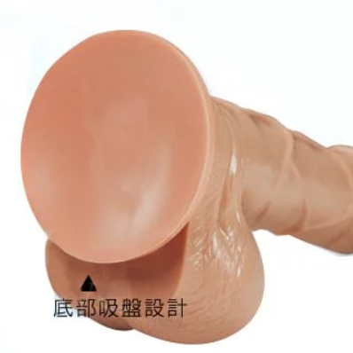 種馬陰莖底部吸盤示意圖